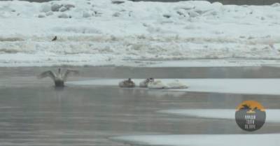 На Неве заметили лебедей, впервые за 25 лет