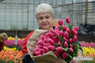 Гродненская «Голландия»: предприятие «АзотСервис» к празднику реализует более 44 тысяч тюльпанов