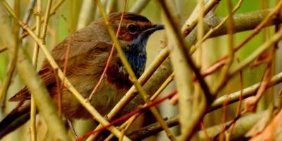 Ученые обнаружили птицу, которая 170 лет считалась вымершей