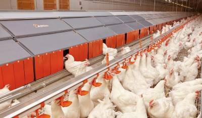 Птицеводы спрогнозировали падение цен на курятину весной
