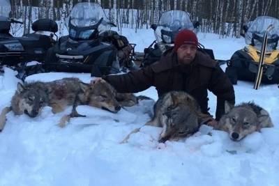 В Ивановской области уничтожили стаю распоясавшихся волков