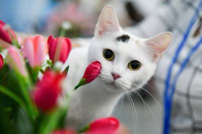 Эксперт в преддверии 8 Марта предупредила об опасности тюльпанов и лилий для кошек