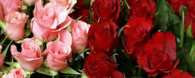 К 8 Марта теплицы Подмосковья поставят в магазины более 7,5 млн цветов