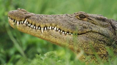 С фермы в ЮАР сбежали десятки крокодилов