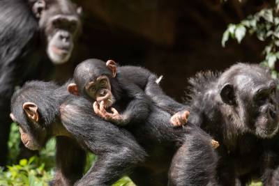 Вакцинация горилл и шимпанзе началась в американском Сан-Диего