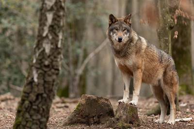В Людвигсау обнаружены два волка