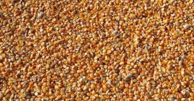 Минэкономики прогнозирует рост урожая зерновых в 2021 году на 15%
