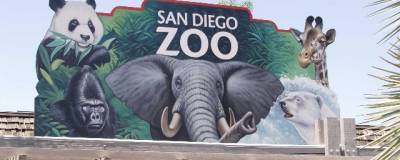 В зоопарке в Сан-Диего от коронавируса привили орангутанов и бонобо