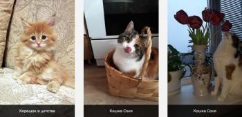 Котики ждут ваших голосов в конкурсе фотографий "Без кота и жизнь не та"