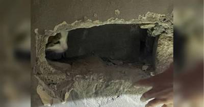 Кошку случайно замуровали в стене — она просидела там два дня, пока ее искали хозяева
