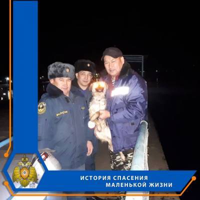 В Астраханской области спасатели сняли со льдины замерзающего щенка