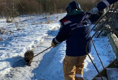 В Новой Ладоге спасатели освободили енотовидную собаку, упавшую в очистные