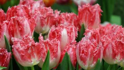 Более 30 тысяч тюльпанов распустятся в центре Кемерова