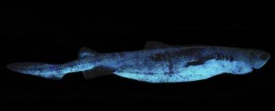 Впервые найден самый большой вид светящихся акул в мире
