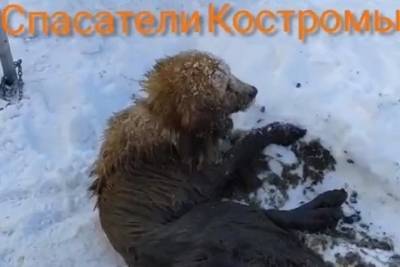 Из-под земли достали — костромские спасатели выручили собакена, упавшего в колодец