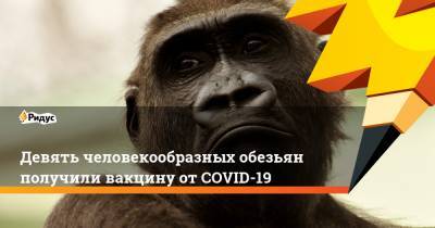 Девять человекообразных обезьян получили вакцину от COVID-19