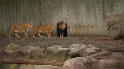 Дания: вход в зоопарки с тестом на COVID-19