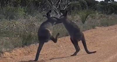 Боксерский поединок гигантских кенгуру попал на видео