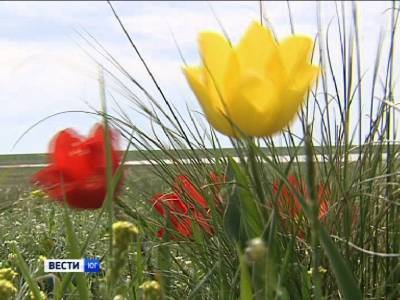 Фестиваль тюльпанов и ирисов запланирован в Ростовской области на 16 апреля