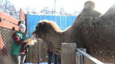 Зверям из иркутского зоопарка к 8 марта подарили съедобные подарки