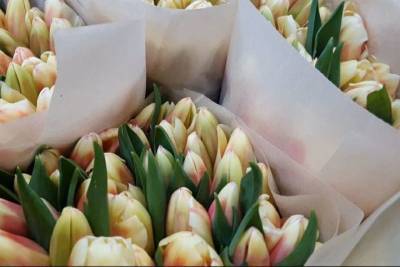 Женщины всей России смогут получить в подарок тюльпаны из Ставрополья