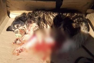 В районе Горячего Ключа собака и её хозяин спасли подстреленного пса