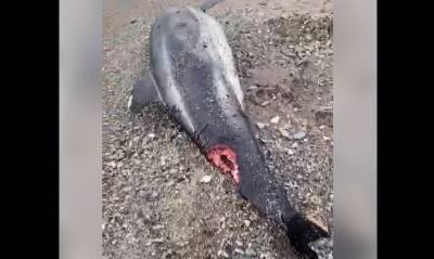 Жители Краснодарского края сообщили о массовой гибели птиц и дельфинов