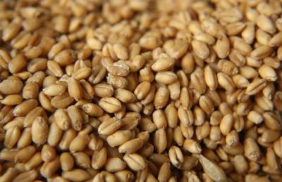 На экспорт ушло почти 14 млн т украинской пшеницы