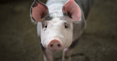 За месяц Украина вдвое увеличила импорт свинины