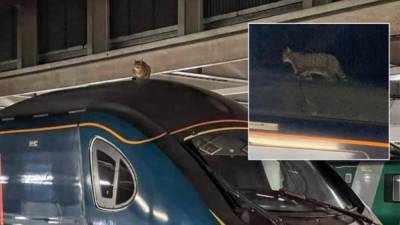 Хвостатый хулиган: в Великобритании кот задержал поезд на 2,5 часа
