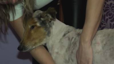 Умиравшего от холода пса спасли в Челябинской области.