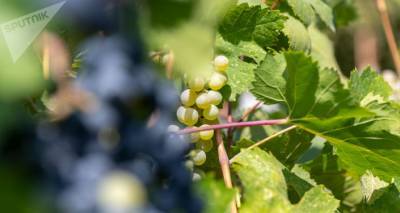 Фермеры скоро "постучатся", а производители вина в Армении еще не расплатились с долгами