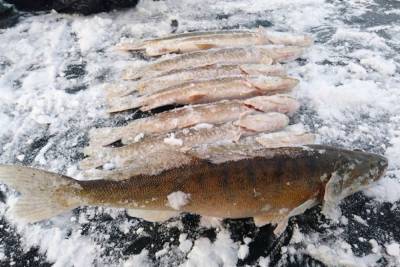В Челябинской области задержали рыбаков-браконьеров