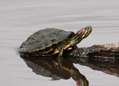 Проблемы с панцирем у красноухой черепахи: возможные причины и способы лечения