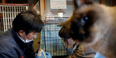 Не все герои носят плащи. Как японец Сакаэ Като уже 10 лет спасает котов в зараженной радиацией Фукусиме — фоторепортаж