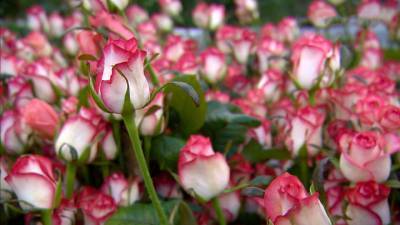Вести в 20:00. И снова тюльпаны и розы: как правильно выбрать цветы к 8 марта