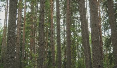 Тюменцы незаконно срубили деревья на 112 млн рублей