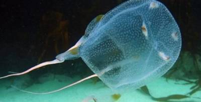 Впервые за 14 лет: в Австралии от «укуса» медузы погиб подросток