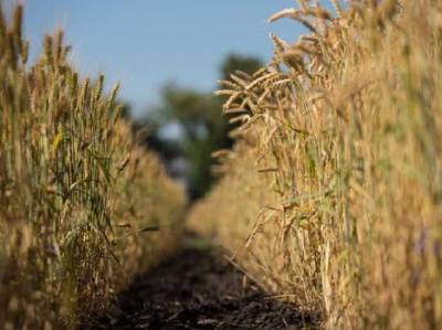 Мінекономіки прогнозує рекордний врожай зернових
