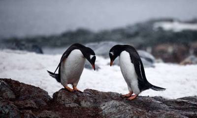 В Норвегии стартовала вакцинация пингвинов - lenta.ua - Норвегия