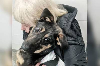 Живодеры в Псковской области изувечили собаку