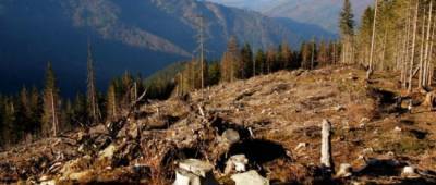 В Харьковской области за незаконную вырубку леса под суд отправятся 15 человек