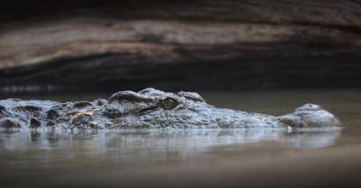 В Индонезии из желудка крокодила достали ребенка
