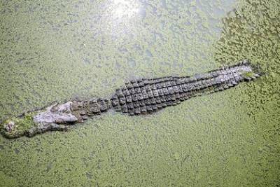 Крокодил целиком проглотил восьмилетнего мальчика