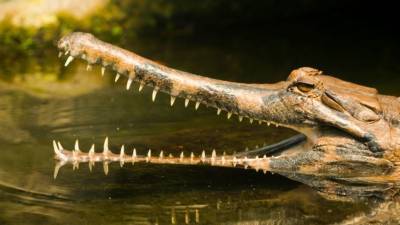 Крокодил полностью проглотил восьмилетнего ребенка в Индонезии