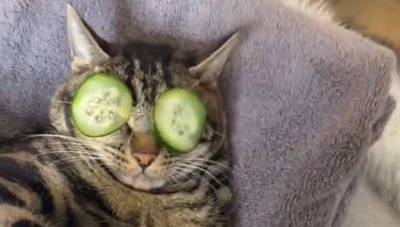 Кот, наслаждавшийся спа-днем на вирусном видео, стал звездой интернета