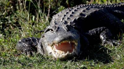 Крокодил целиком проглотил мальчика на глазах у отца в Индонезии