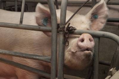 Власти выкупят у читинцев свиней по выгодной цене из-за угрозы АЧС