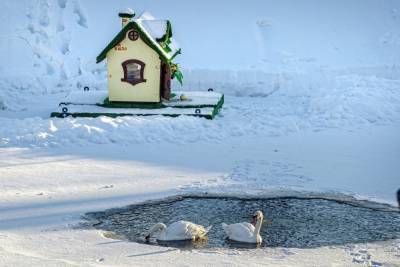 Рыбинскому парку подарили пару белых лебедей