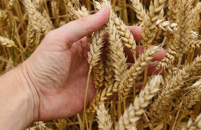 ФАО: Мировое производство пшеницы может достичь нового рекорда